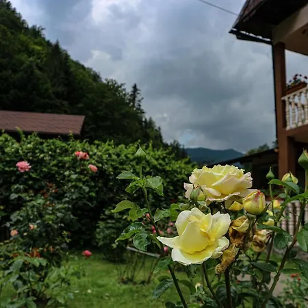 Casa La Danut 沃伊内亚萨